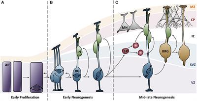 Dissecting the Genetic and Etiological Causes of Primary Microcephaly